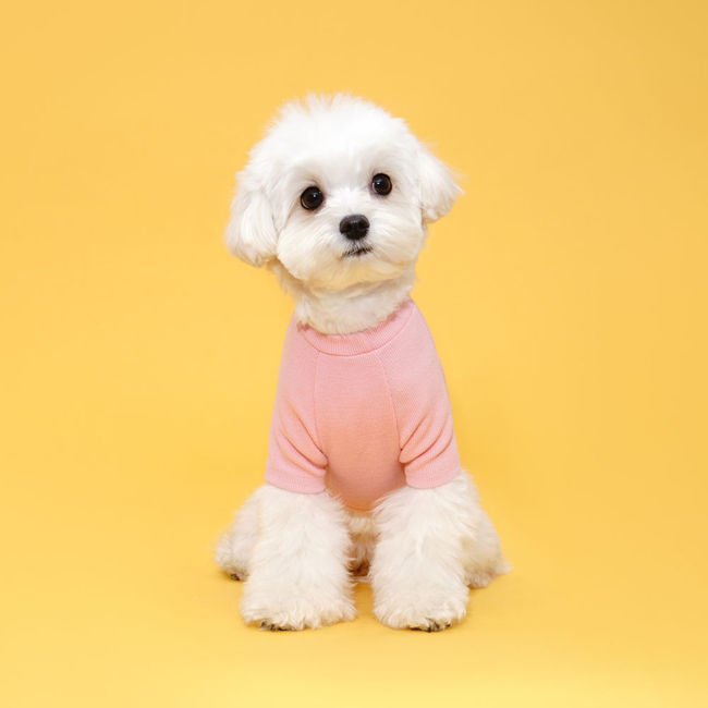 플로트 베이직티셔츠 강아지옷 핑크