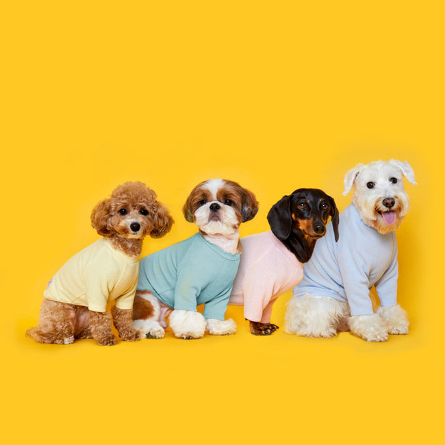 플로트 베이직 젤라또 티셔츠 4종 강아지옷