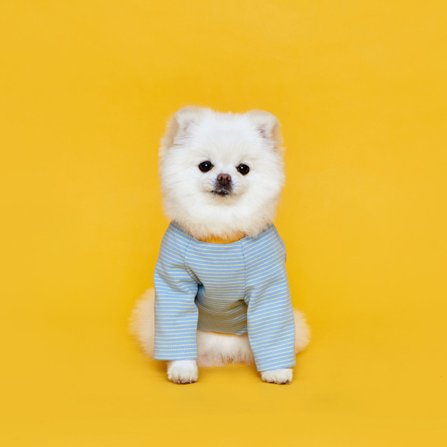 플로트 릴렉스보더 티셔츠 민트옐로우 강아지옷
