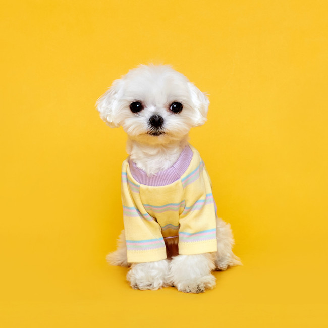 플로트 후르츠 티셔츠 레몬 강아지옷