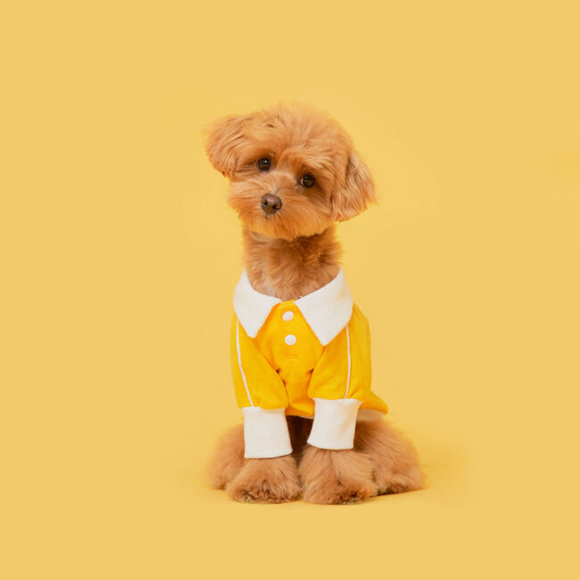 플로트 데일리피케셔츠 옐로우 강아지옷