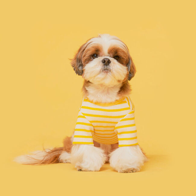 플로트 데일리버튼티셔츠 옐로우 강아지옷
