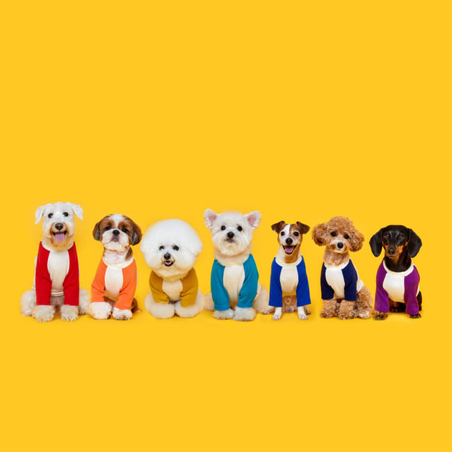 플로트 베이직 마카롱 티셔츠 7종 강아지옷